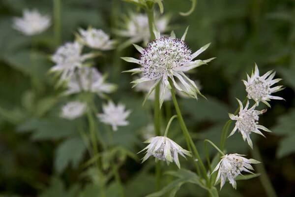 Slug-proof plants - Astrantia major