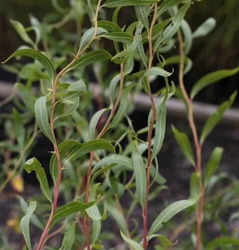 Řízek Vrba kroucená (Salix erythroflexuosa) - balení obsahuje 1 řízek