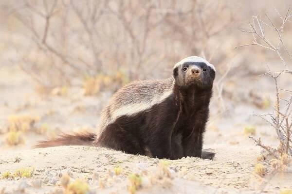 Fierce Honey Badger Facts