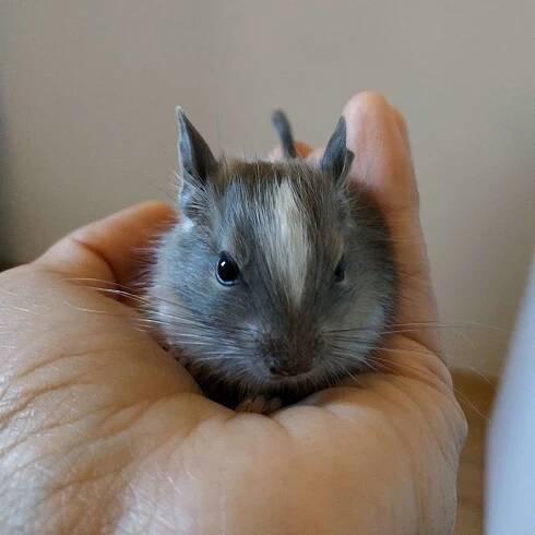 Vrhy a rezervace (prodej) Degus4You.cz