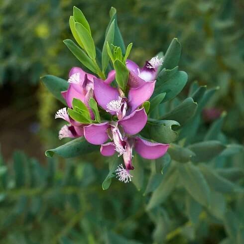 POLYGALA MYRTIFOLIA