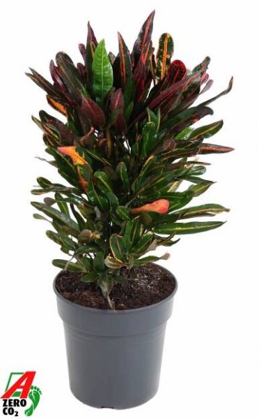 Codiaeum variegatum 'Mammi', Branched - Kvety VICTOR