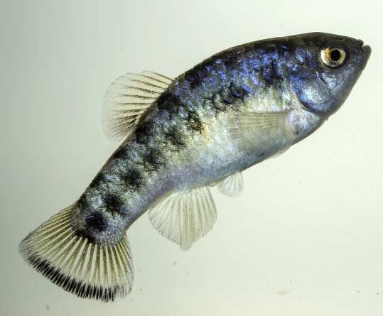 Largescale pupfish