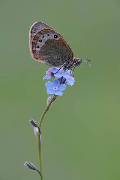 Alpenhooibeestje, coenonympha gardetta, Alpine Heath, Alpenhooibeestje , Alpen-Wiesenvögelchen, alpenvlinder, bergvlinder