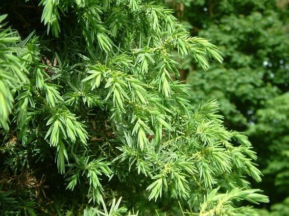 Juniperus drupacea