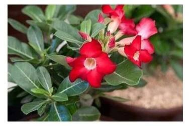 Adenium Obesum Strawberry, 5ks