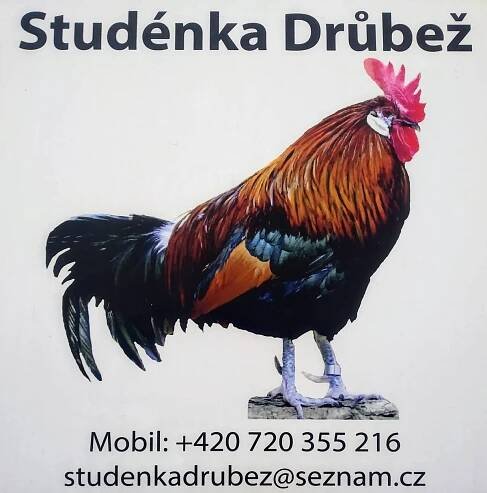 Prodej - Studénka drůbež