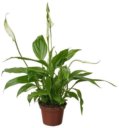 SPATHIPHYLLUM rostlina, Toulcovka, 6 cm - IKEA