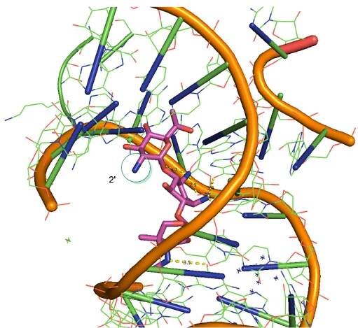 Synthesis of designer aminoglycosides to treat rare genetic disorders