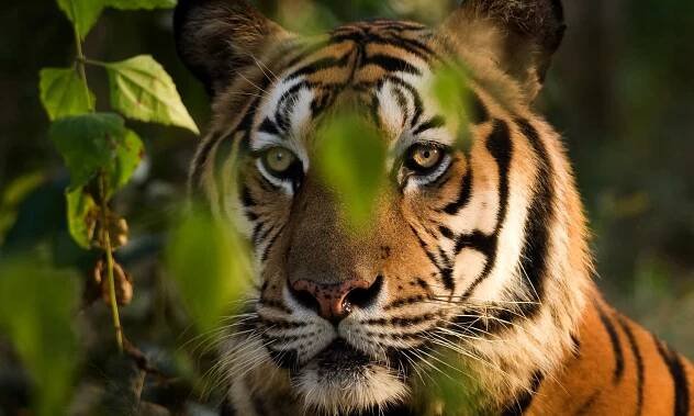 Fauna & Flora safeguards iconic wildlife like the Sumatran tiger, mountain gorilla and Asian elephant