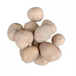 Scuk.cz BIO brambory Sunita - typ AB, min. 5 kg