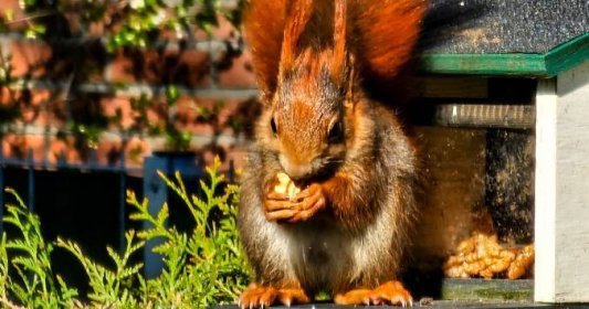 Čím pohostit veverky na zahradě: bez energetické potravy mohou uhynout. Mohou ale způsobit i různé škody