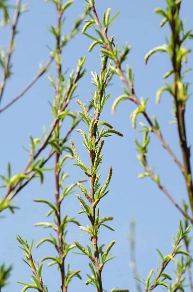Napodobeniny housenčích tělíček se kroutí ve větvích vrby křehké (Salix euxina), která je v dospělosti malebným stromem s košatou korunou.