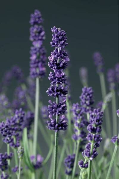 LEVANDULE MODRÁ - "AROMATICO BLUE"