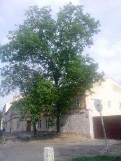 Strom jasan ztepilý Fraxinus. Možnost dopravy !!! - Dům a zahrada