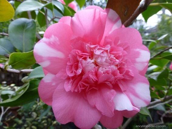 Kamélie japonská (Camellia japonica), květy, květenství