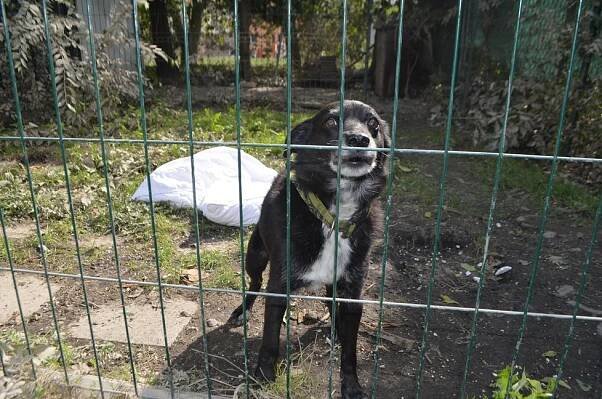 Pomohli jste zaplaveným útulkům! Blesk tlapky odvezly krmení Mazlíkům v nouzi a Čtyřlístku pro hafany