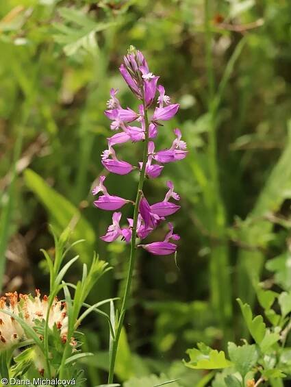 Polygala major – vítod větší