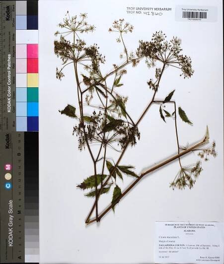 Cicuta maculata - Species Page - APA: Alabama Plant Atlas 