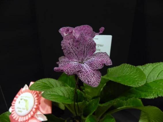 2014 Annual Show & Sale – Heart of Jacksonville African Violet Society