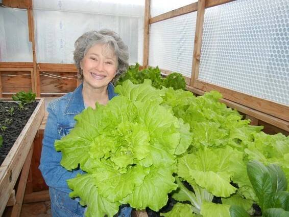 Komatsuna summerfest - An Asian Green we prefer over bib lettuce. 