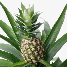 ANANAS Rostlina - Pineapple 12 cm