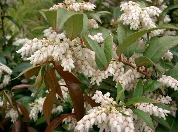 Leucothoe (plant)