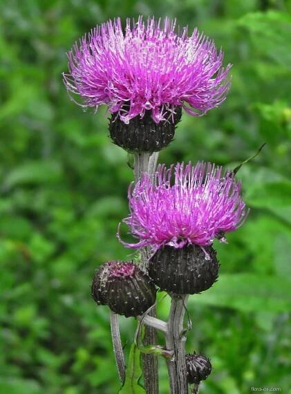 Pcháč potoční (Cirsium rivulare)
