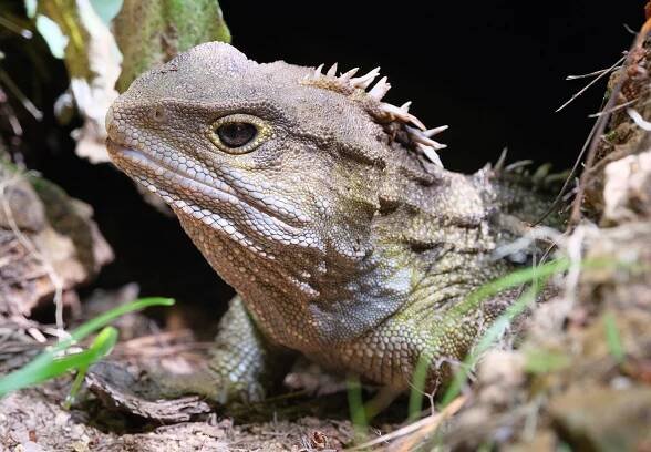 Mature_tuatara_sitting_in_burrow_close-up