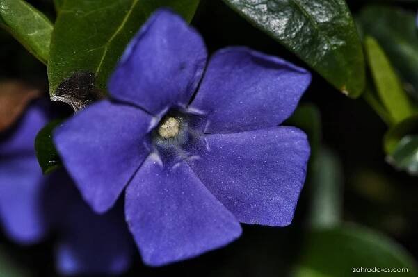 Barvínek (Vinca)