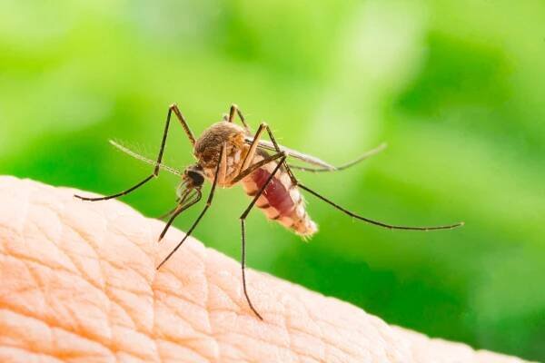 Horečka dengue v Evropě