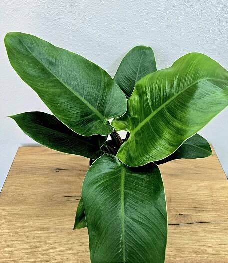 Philodendron Imperial Green