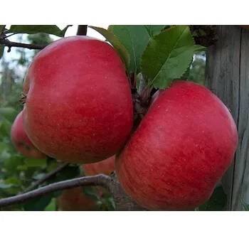 Jabloň 'Red Topaz' - kontejner Balení: kontejner C30, Podnož: MM106, Tvar a výška: vysokokmen, OK 10/12