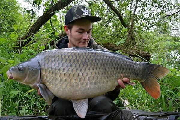 OBROVSKÝ KAPR! Na české svazovce byl chycen šupináč o váze 25 kilogramů! Mrkněte na fotky! | InRybar.cz