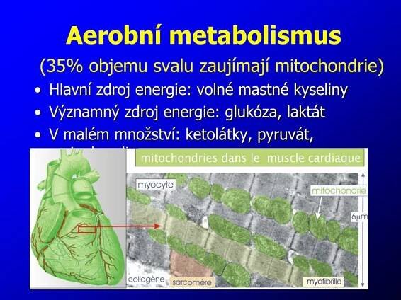 PPT - KARDIOMARKERY ( Kardiální markery ) Ukazatelé poškození myokardu PowerPoint Presentation - ID:4009956