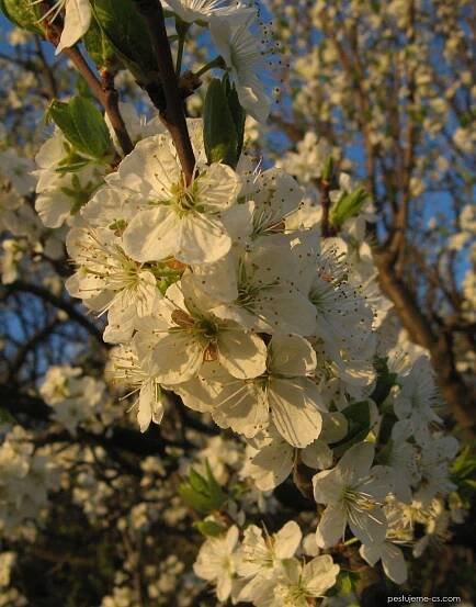 Trnka obecná (Prunus spinosa)