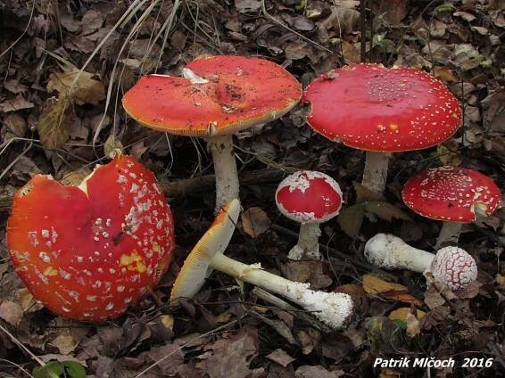 Muchomůrka červená - Amanita muscaria | www.ohoubach.cz