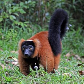 Soubor:Red ruffed lemur (Varecia rubra).jpg – Wikipedie