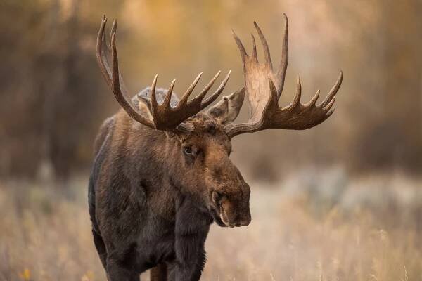washakie - moose - stock snímky, obrázky a fotky