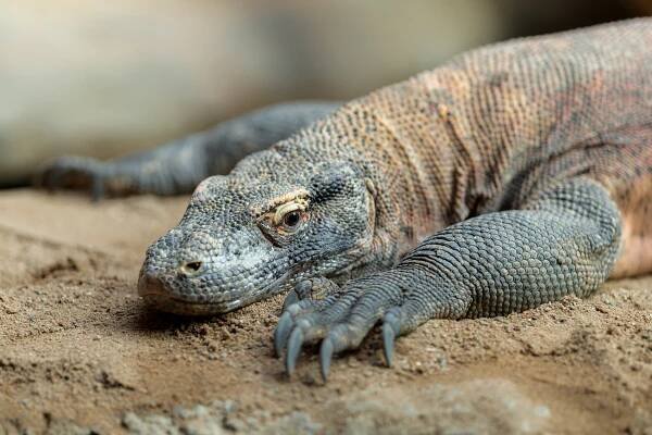 Indonéská džungle (Zoo Praha) – Wikipedie