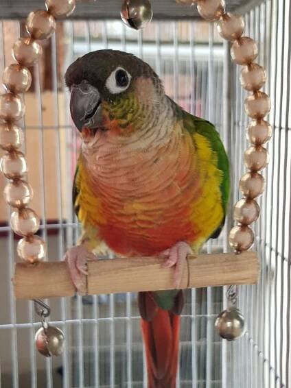 Soubor:Yellow Sided Conure.jpg – Wikipedie