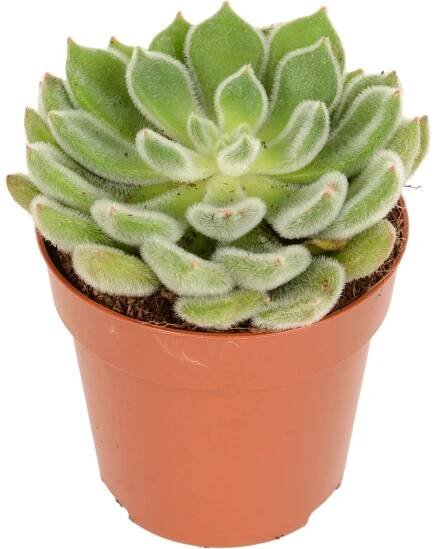 Různé prémiové sukulenty průměr květináče cca 8 cm