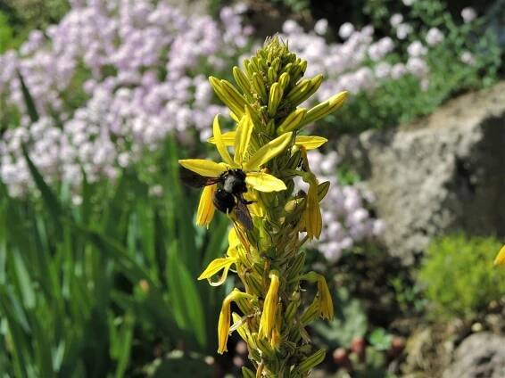 Asphodeline lutea