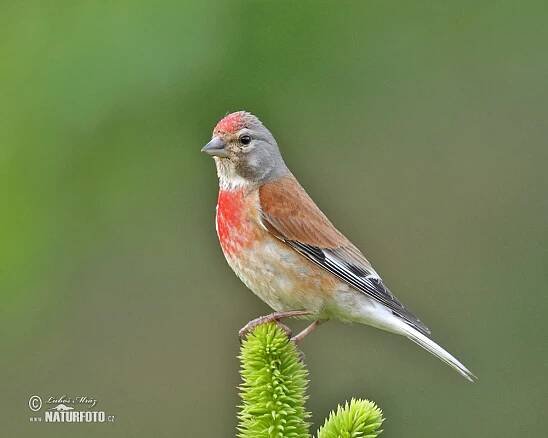 Konopka obecná | Naturfoto.cz
