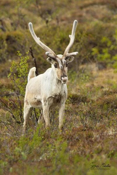 Sudokopytníci jelenovití | Štěpán Mikulka | Wildlife fotograf