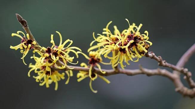 Future leaping robots could take a cue from seed-launching witch hazel plants