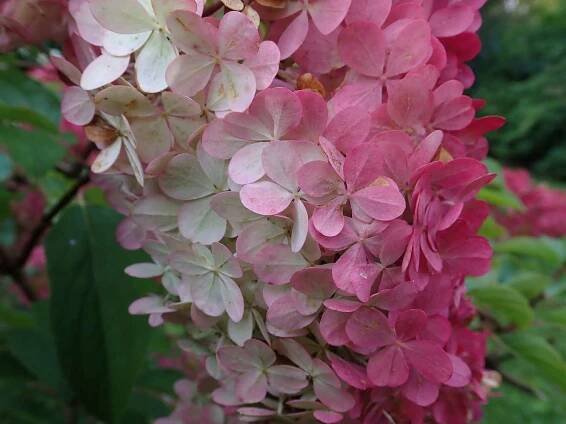 Strawberry Sundae hydrangea