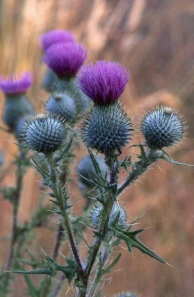 purple thistles are growing in the field with brown grass and trees in the background