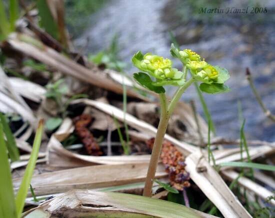 Chrysosplenium alternifolium - mokrýš střídavolistý | Saxifragaceae - lomikamenovité | Natura Bohemica