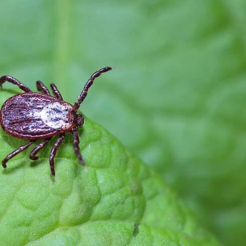 What to Do When You Find Ticks in the House